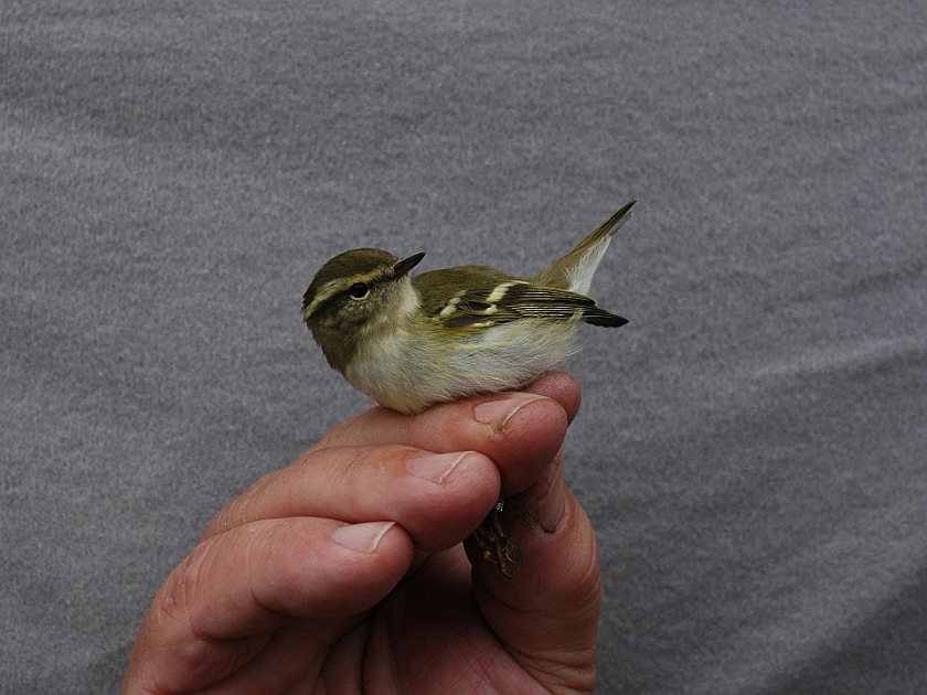 Yellow-browed Warblere, Sundre 20050912